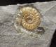 AMMONITE ON DIAMOND SHAPED MATRIX - JURASSIC, LYME REGIS.