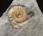 AMMONITE ON DIAMOND SHAPED MATRIX - JURASSIC, LYME REGIS.
