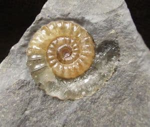 AMMONITE ON DIAMOND SHAPED MATRIX - JURASSIC, LYME REGIS.