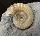 AMMONITE ON WOODSTONE - JURASSIC, LYME REGIS.