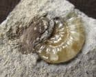 AMMONITE PARTLY OBSCURED BY SEA CUCUMBER EVISCERATION - JURASSIC, LYME REGIS.