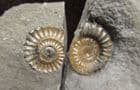 AMMONITE POSITIVE / NEGATIVE - JURASSIC, LYME REGIS.