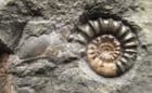 AMMONITE WITH DRIFTWOOD - JURASSIC, LYME REGIS.