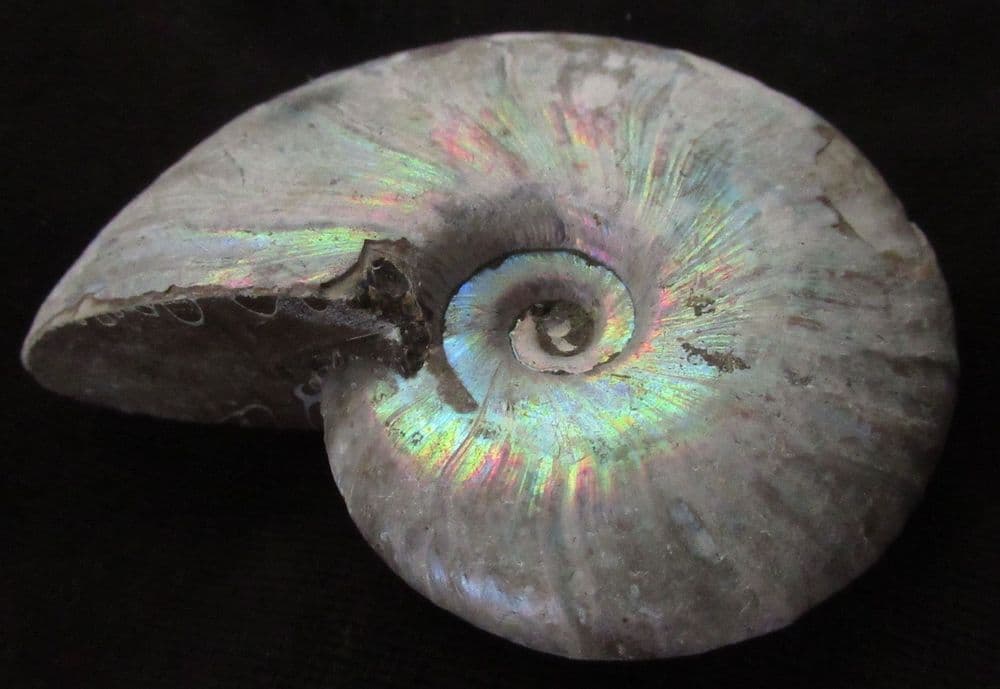 AMMONITE WITH IRIDESCENT SHELL PRESERVED - CRETACEOUS MADAGASCAR
