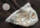 AMMONITE WITH PATCH OF DRUSY CRYSTALS - JURASSIC, LYME REGIS