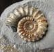 AMMONITE WITH PATCH OF DRUSY CRYSTALS - JURASSIC, LYME REGIS