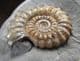AMMONITE WITH PATCH OF DRUSY CRYSTALS - JURASSIC, LYME REGIS