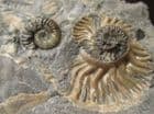 AMMONITE WITH PETRIFIED WOOD - JURASSIC, ISLE OF SKYE.