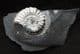 AMMONITE WITH WHITE SHELL PRESERVED - JURASSIC, SOMERSET.