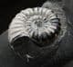 AMMONITE WITH WHITE SHELL PRESERVED - JURASSIC, SOMERSET.