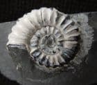 AMMONITE WITH WHITE SHELL PRESERVED - JURASSIC, SOMERSET.