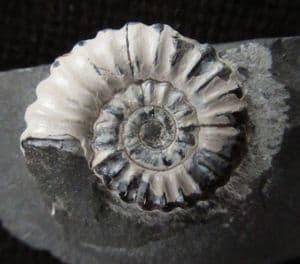 AMMONITE WITH WHITE SHELL PRESERVED - JURASSIC, SOMERSET.