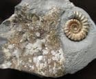 AMONITE WITH PATCH OF DRUSY CRYTALS - JURASSIC, LYME REGIS
