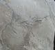 AMPHIBIAN FOOTPRINTS - LOWER PERMIAN, GERMANY.