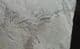 AMPHIBIAN FOOTPRINTS - LOWER PERMIAN, GERMANY.