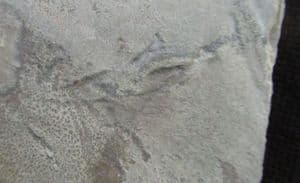 AMPHIBIAN FOOTPRINTS - LOWER PERMIAN, GERMANY.