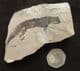 AMPHIBIAN WITH SKIN - PERMIAN, HERMANY.