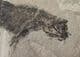 AMPHIBIAN WITH SKIN - PERMIAN, HERMANY.