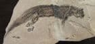 AMPHIBIAN WITH SKIN - PERMIAN, HERMANY.