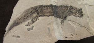 AMPHIBIAN WITH SKIN - PERMIAN, HERMANY.