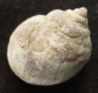 AMPULELLA PARISIENSIS - EOCENE, SPAIN.