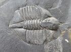 AMPYX LINLEYENSIS FROM THE ORDOVICIAN OF SHROPSHIRE.