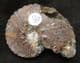 ANAHOPLITES PLANUS  SHOWING EXCELLENT SUTURES,- GAULT CLAY, FOLKESTONE.