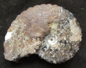 ANAHOPLITES PLANUS  SHOWING EXCELLENT SUTURES,- GAULT CLAY, FOLKESTONE.