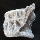 ANCIENT NILE PERCH ANCESTOR VERTEBRA - EOCENE, MOROCCO.