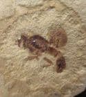 ANT - EOCENE, COLORADO.