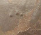 ANTHICHNIUM SALAMANDROIDES- AMPHIBIAN FOOTPRINTS - LOWER PERMIAN, FRANCE.