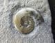 ARNIOCERAS MISERABLE  FROM THE JURASSIC OF LYME REGIS.