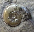 ARNIOCERAS MISERABLE  FROM THE JURASSIC OF LYME REGIS.