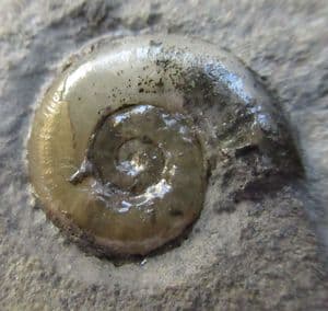 ARNIOCERAS MISERABLE  FROM THE JURASSIC OF LYME REGIS.