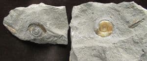 ARNIOCERAS MISERABLE - JURASSIC, LYME REGIS.