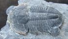 ASAPHISCUS WHEELERI LYING ON 2 ELRATHIA KINGI - CAMBRIAN, UTAH.