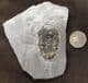 ASAPHISCUS WHEELERI WITH PYRITE CUBES - MIDDLE CAMBRIAN, UTAH, USA.