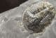 ASAPHISCUS WHEELERI WITH PYRITE CUBES - MIDDLE CAMBRIAN, UTAH, USA.