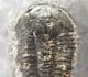ASAPHISCUS WHEELERI WITH PYRITE CUBES - MIDDLE CAMBRIAN, UTAH, USA.