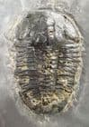 ASAPHISCUS WHEELERI WITH PYRITE CUBES - MIDDLE CAMBRIAN, UTAH, USA.