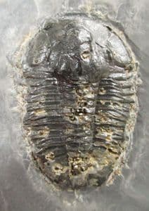 ASAPHISCUS WHEELERI WITH PYRITE CUBES - MIDDLE CAMBRIAN, UTAH, USA.