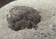 ASTEROCERAS APTYCHUS - JURASSIC, LYME REGIS.