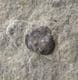 ASTEROCERAS APTYCHUS - JURASSIC, LYME REGIS.
