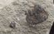 ASTEROCERAS APTYCHUS - JURASSIC, LYME REGIS.