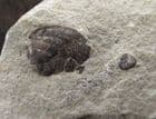 ASTEROCERAS APTYCHUS - JURASSIC, LYME REGIS.