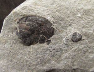 ASTEROCERAS APTYCHUS - JURASSIC, LYME REGIS.