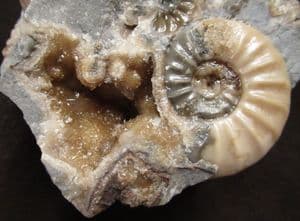 ASTEROCERAS CONFUSUM - JURASSIC, LYME REGIS.