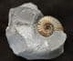 ASTEROCERAS MARGARITOIDES - JURASSIC ,BLACK VEN.
