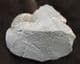 ASTEROCERAS MARGARITOIDES - JURASSIC ,BLACK VEN.