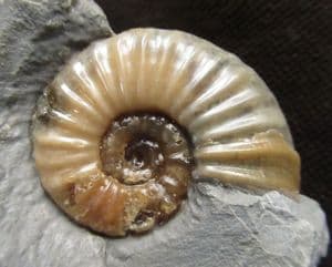 ASTEROCERAS MARGARITOIDES - JURASSIC ,BLACK VEN.